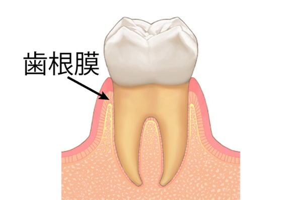 移植する歯の歯根膜が十分にあること（歯周病にかかっていない歯であること）